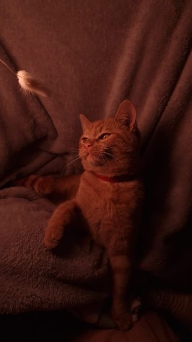 Солнечный котенок в добрые руки