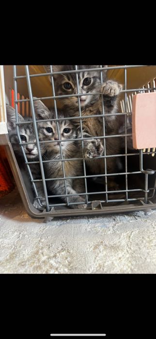 Котенок 2 месячный