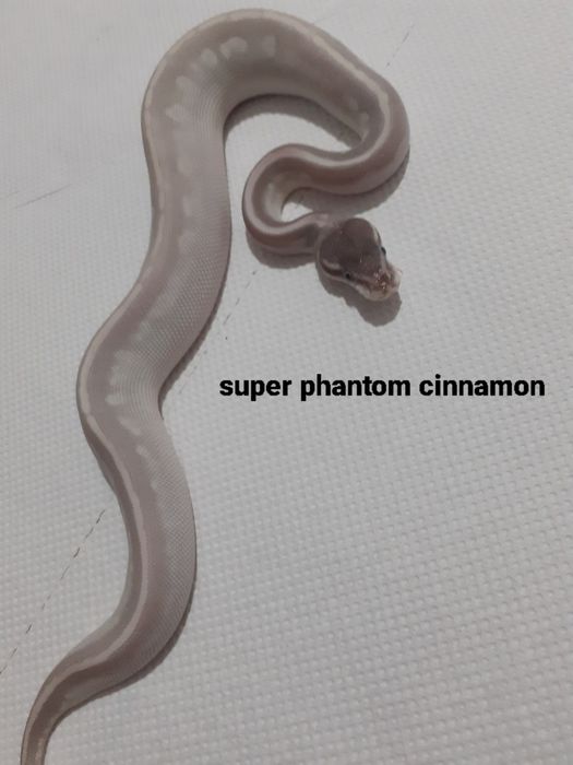 Pui piton regal phyton ball