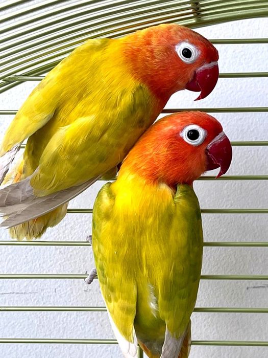 Попугаи неразлучники, молодые