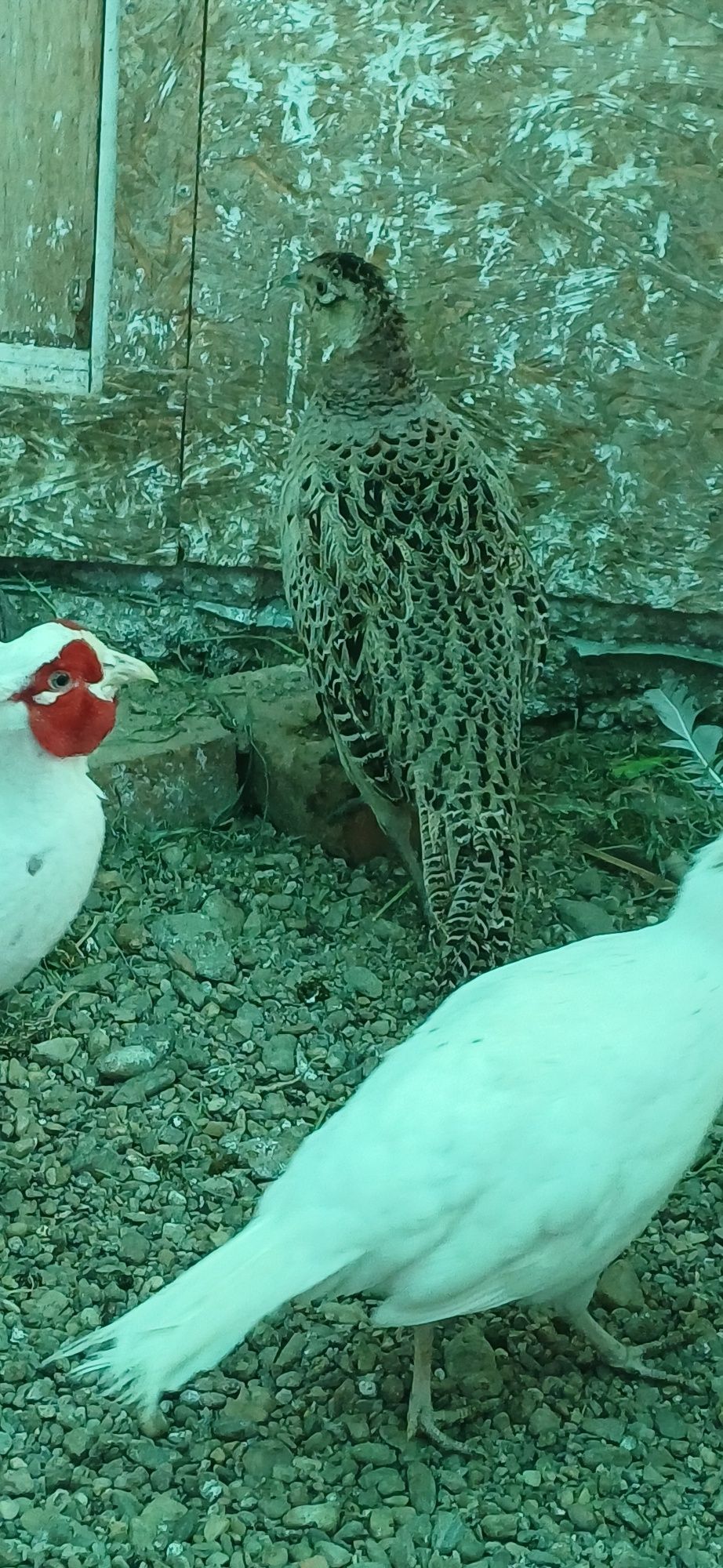 Pereche fazan alb matură