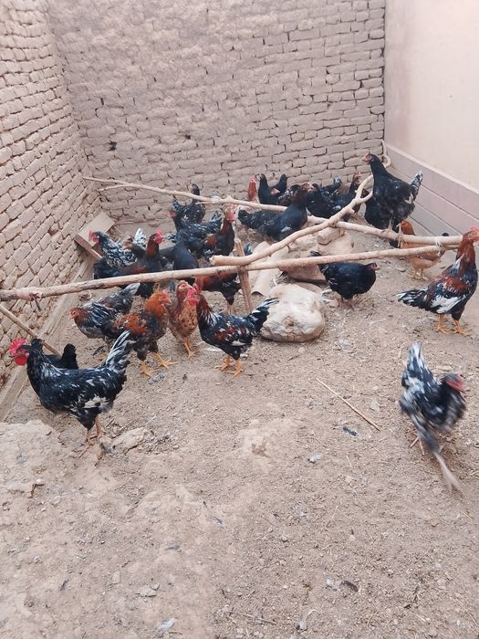 Tovuq jujalar.damawni