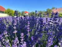 Vand lavanda verde cu tija, vrac, la kg