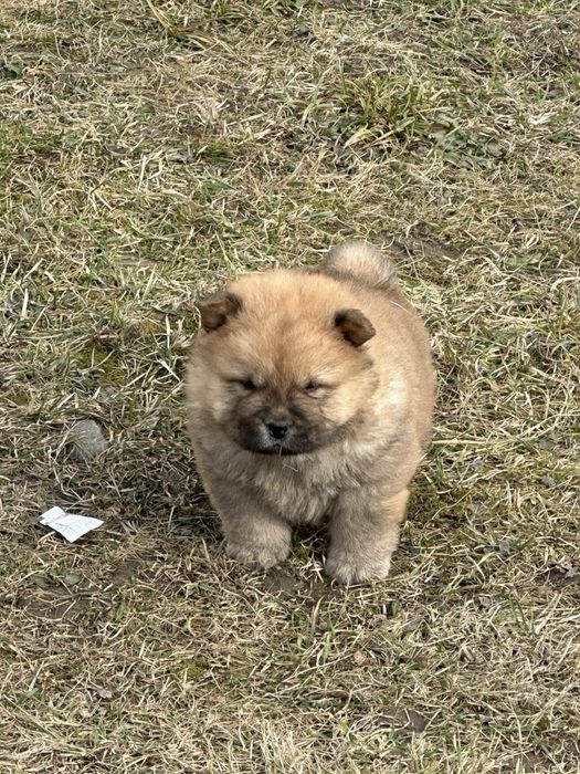 Chow chow cu pedegree