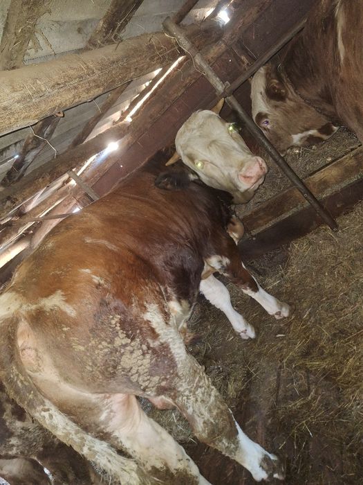 Продам быка на племя, породы симентальской!