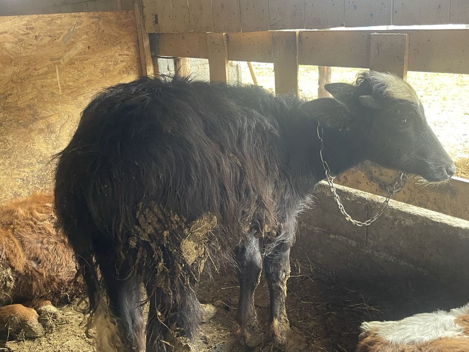 Tauras bivol foarte cuminte 4 luni