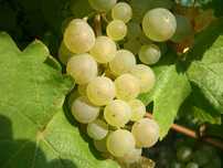 Struguri de vin la pret de producator, transport gratuit in Bucuresti