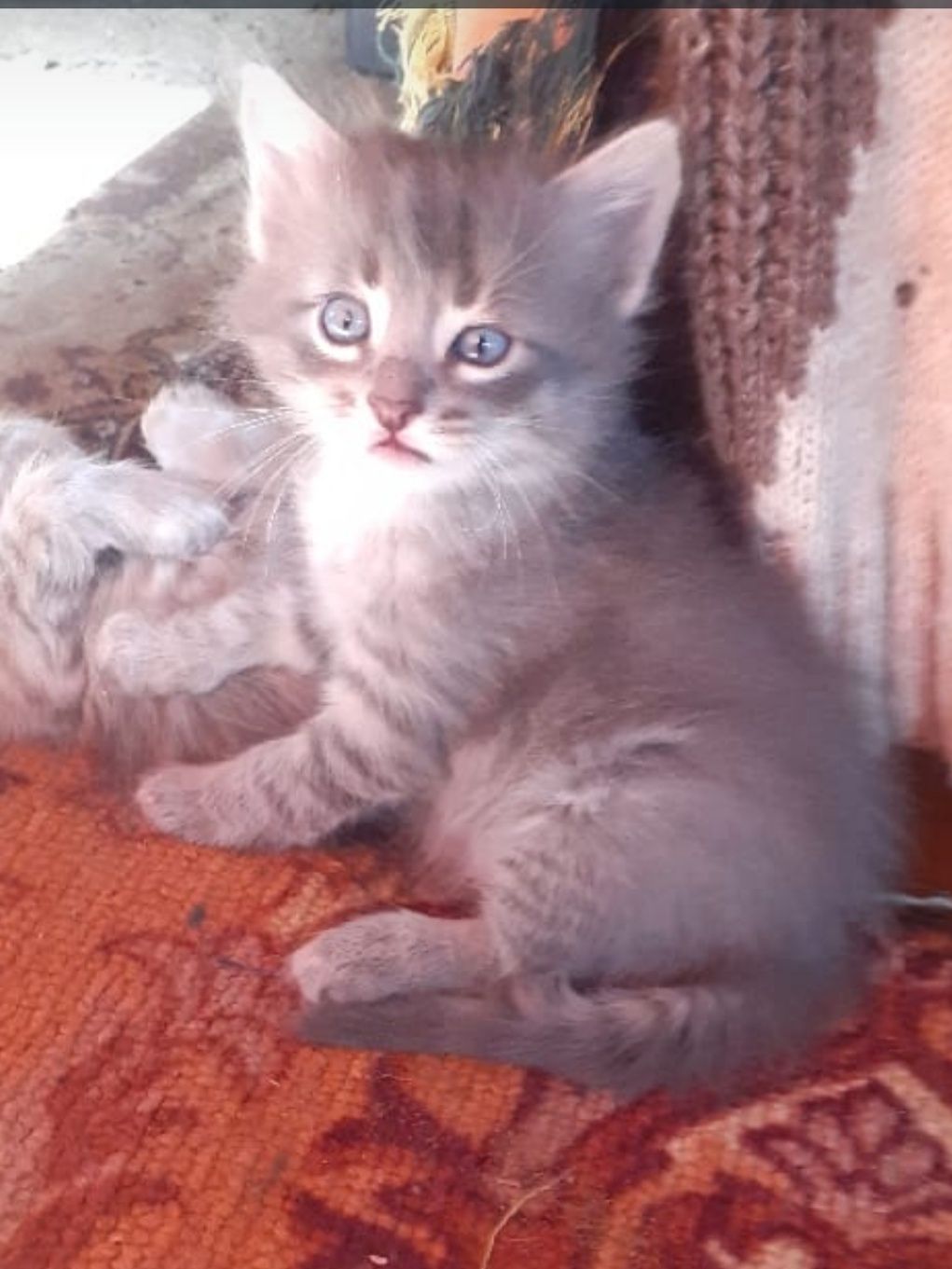 Котенок девочка  2 месяца