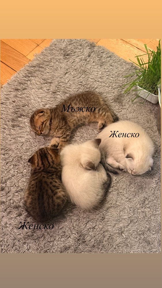 Британски котета-смеска