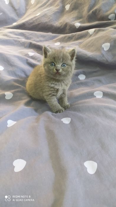 Продаётся Шотландский котёнок Страйт