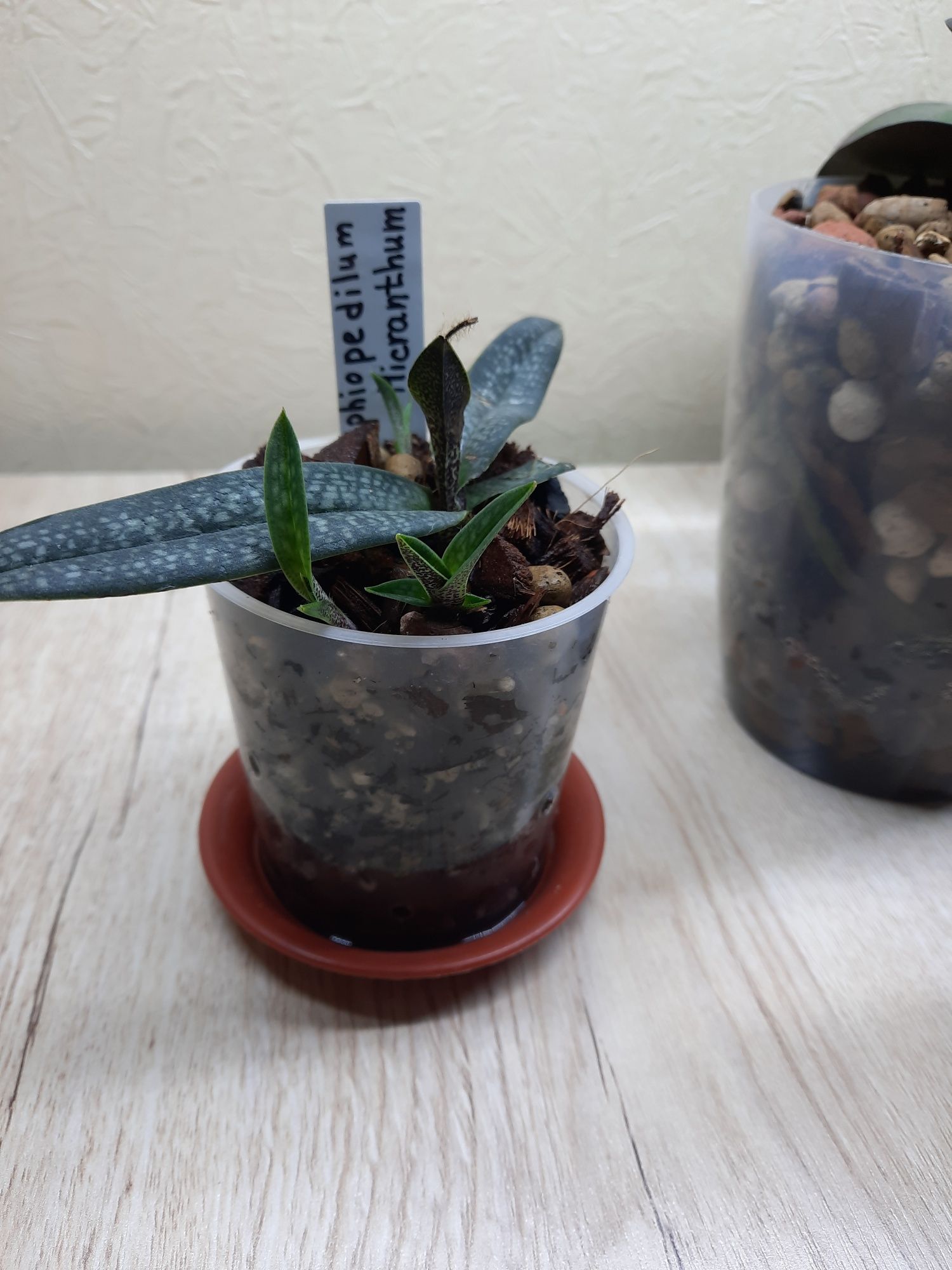 Орхидея-башмачок Paphiopedilum Micranthum