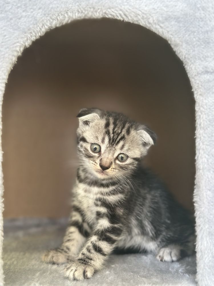 Pui de pisică British-Tabby