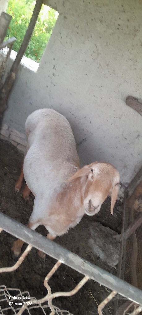 Zotdor Qo‘chqor 2 yoshlik 130 kg