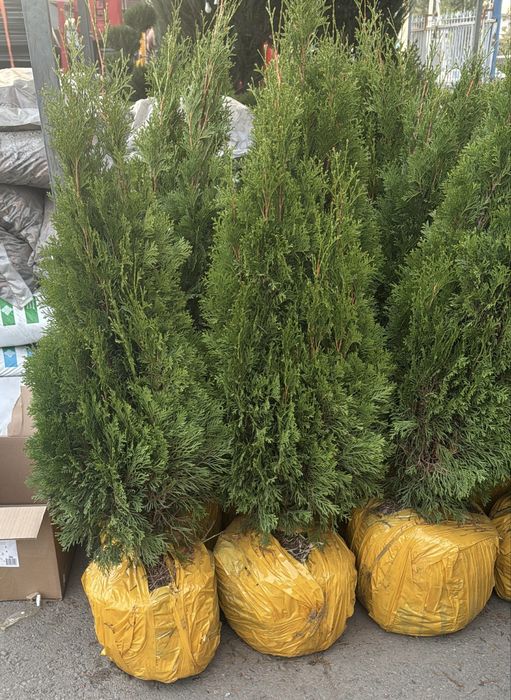 Туя Смарагд 1 метр, 1,5м, 2м