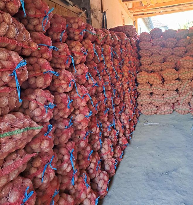 Cartofi rosu de vânzare