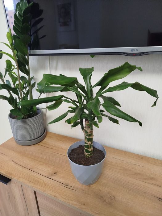 Пальмы ,Юки комнатные растения