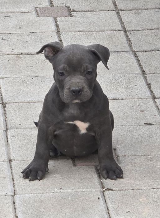 Pui cu pedigree exceptionali