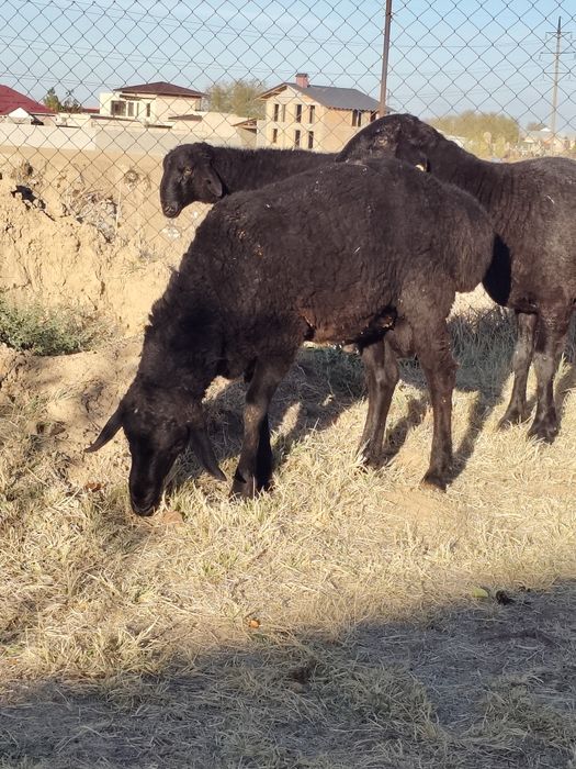 Бараны, овцы, домашние