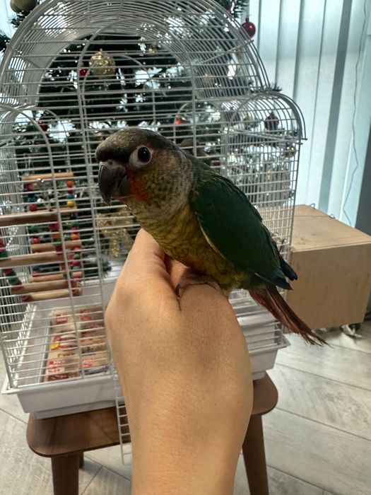 Папагали Пиррура ръчно хранени