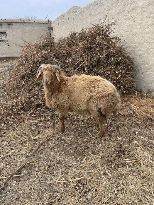 Кучкорлар сотилади