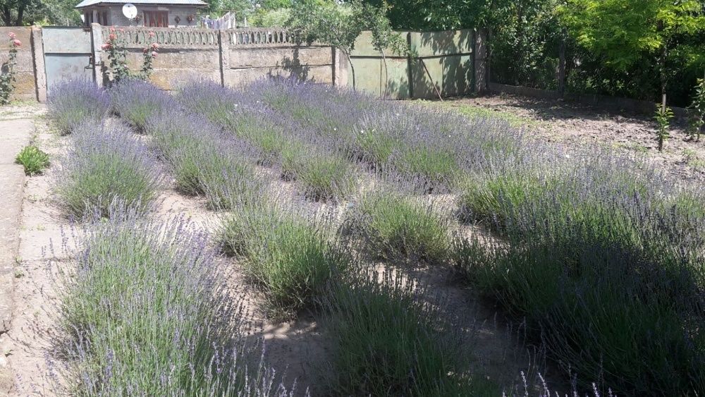 Butasi, flori si saculeti de lavanda.