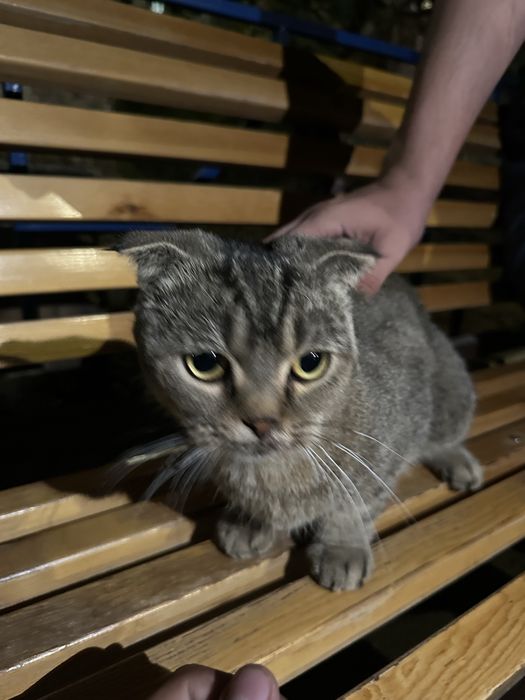 Кот шотландский вислоухий