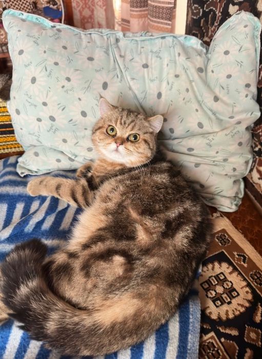 Вязка учун Царь Киз мушукларини таклиф килади!