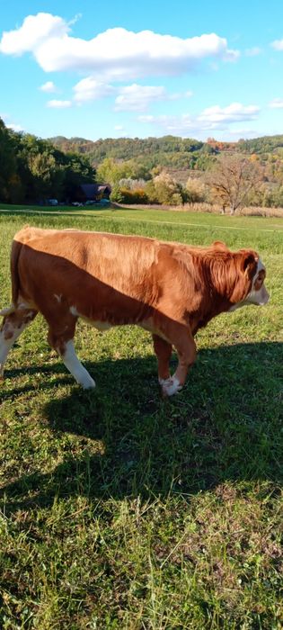 Vând viței 6 și 2 tăurași !