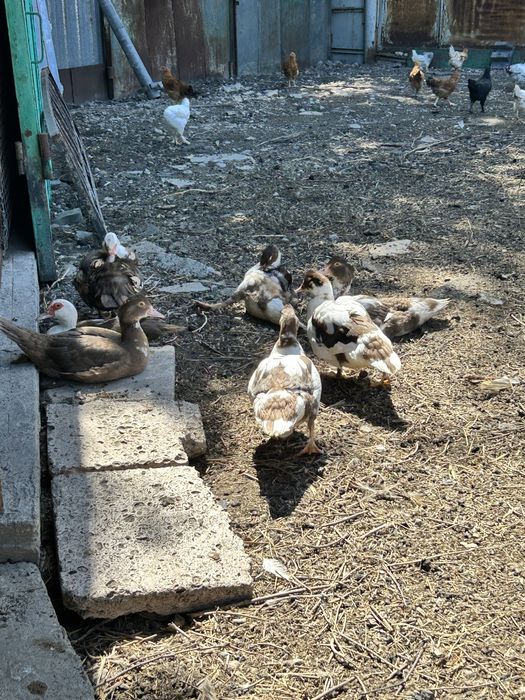 Продаются индоутки