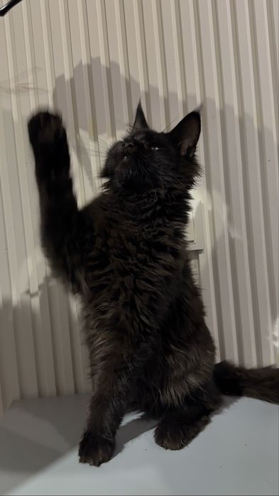 Продаются котята мейнкун