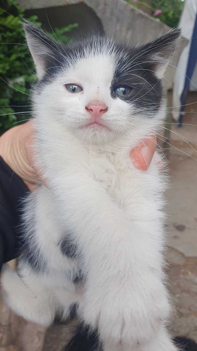 Три пухкави съкровища търсят дом!