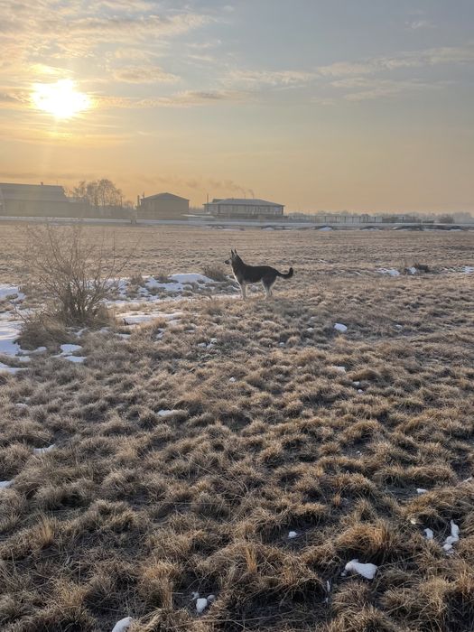 Чистокровный европеиский овчарка