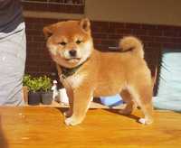 Shiba Inu de vanzare,roscat cu alb,deosebit/transport