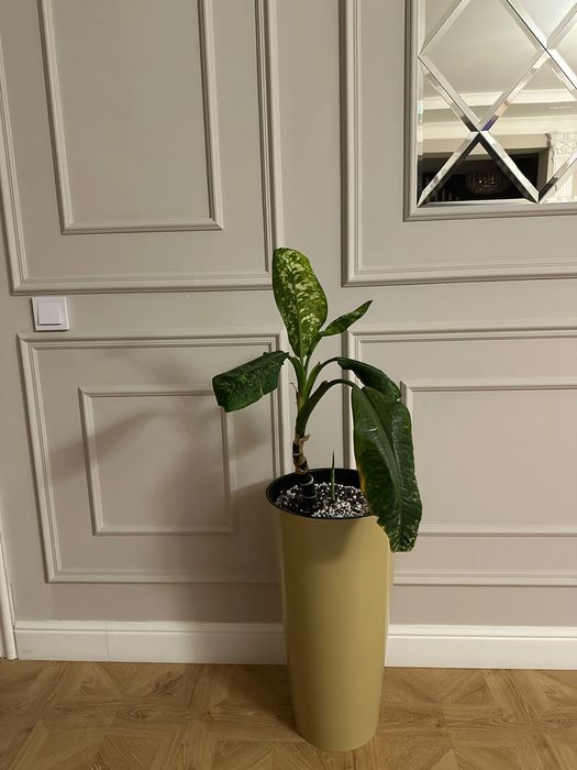 Комнатные растения срочно продам не дорого связи с переездом находится