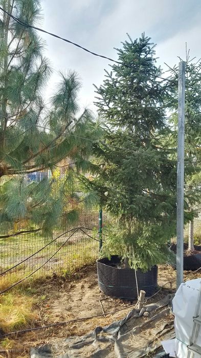 Големи школувани  иглолистни дървета.  София