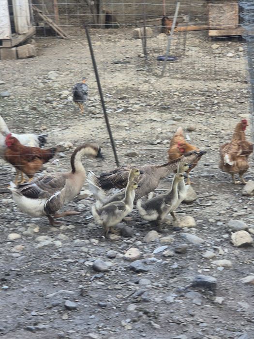 Boboci de gasca mari
