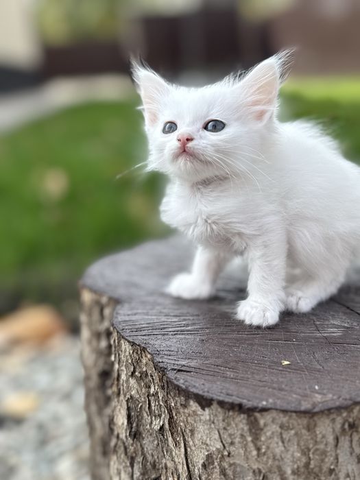 Продам Котят 1 месяц 2 белые и 1 серый