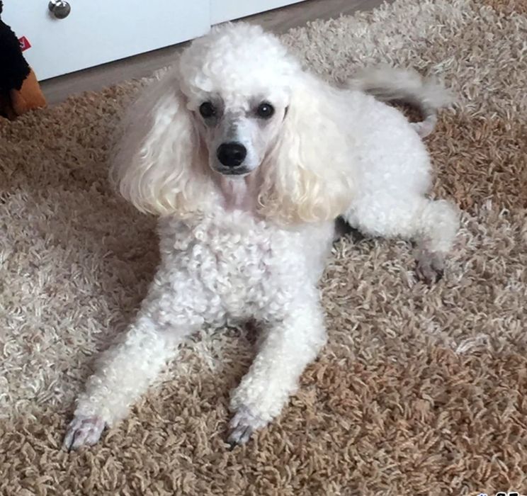 Пудель девочка той мини