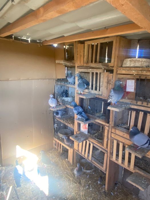 Vând porumbei voiajori