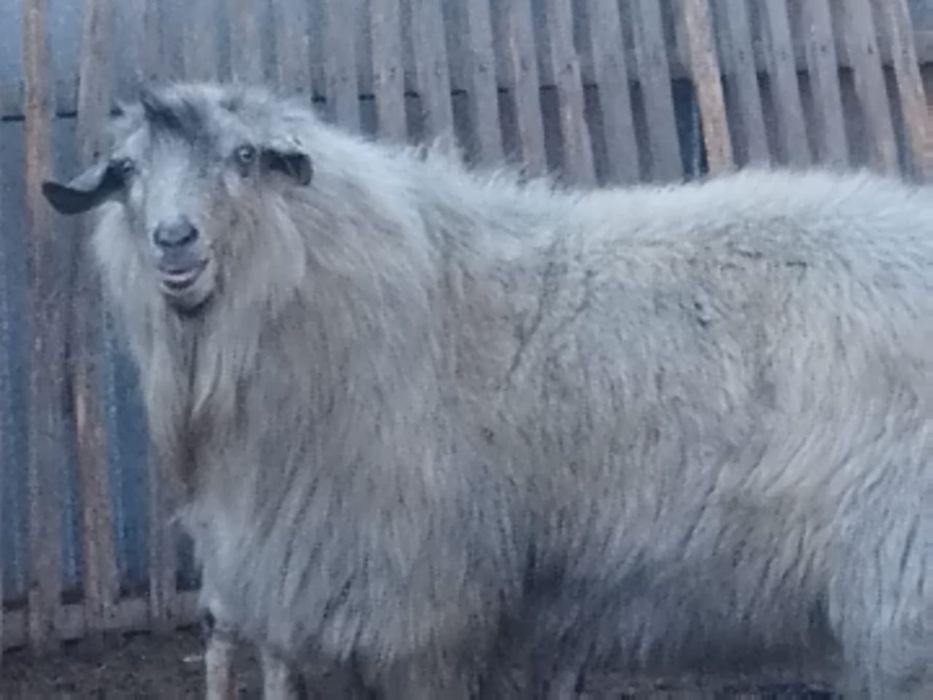 Продам или обменяю козла 3 летку