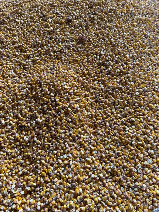 Vând porumb boabe cultura a doua