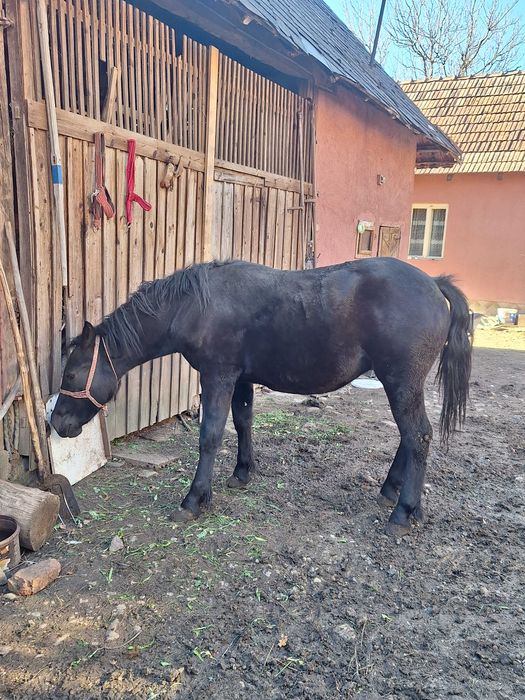 Vand manz de un an jumate