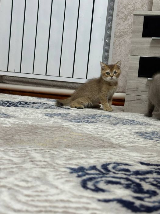 Очаровательные котята ищут дом