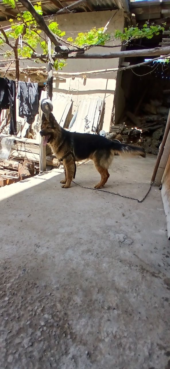 немецкий авчарка