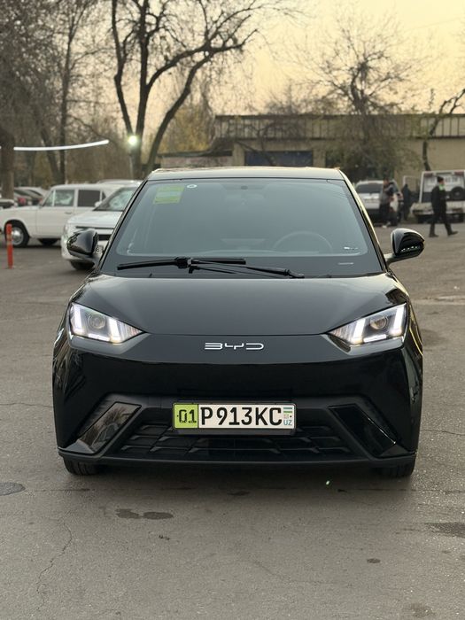 Arenda Nasiya Byd seagull