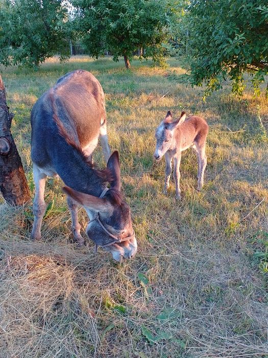 Продавам Магарешко мляко