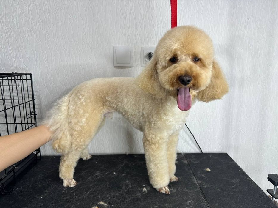 Стрижка собак,Груминг В отличном салоне!