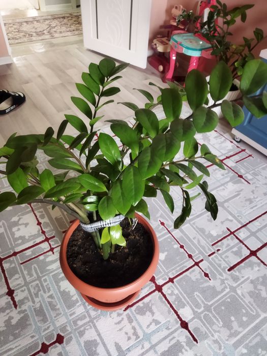 Продается долларовое дерево