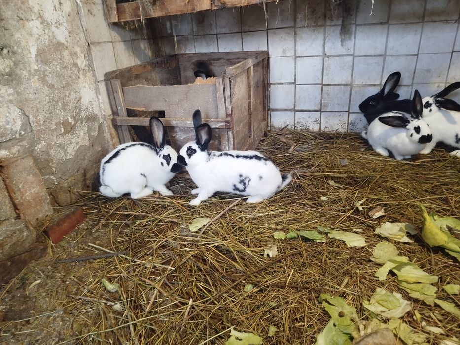 Продам кроликов...