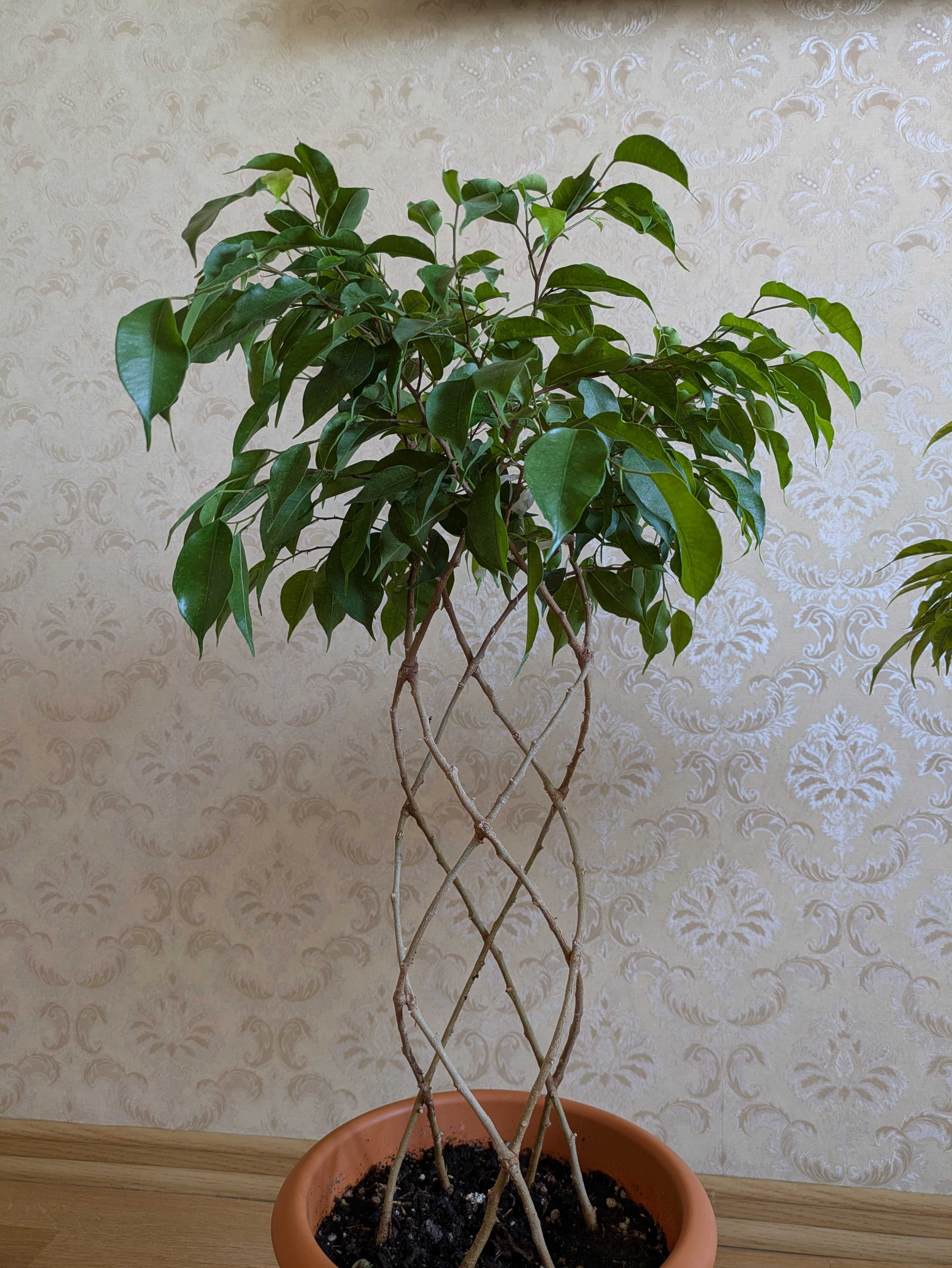 Комнатные растения